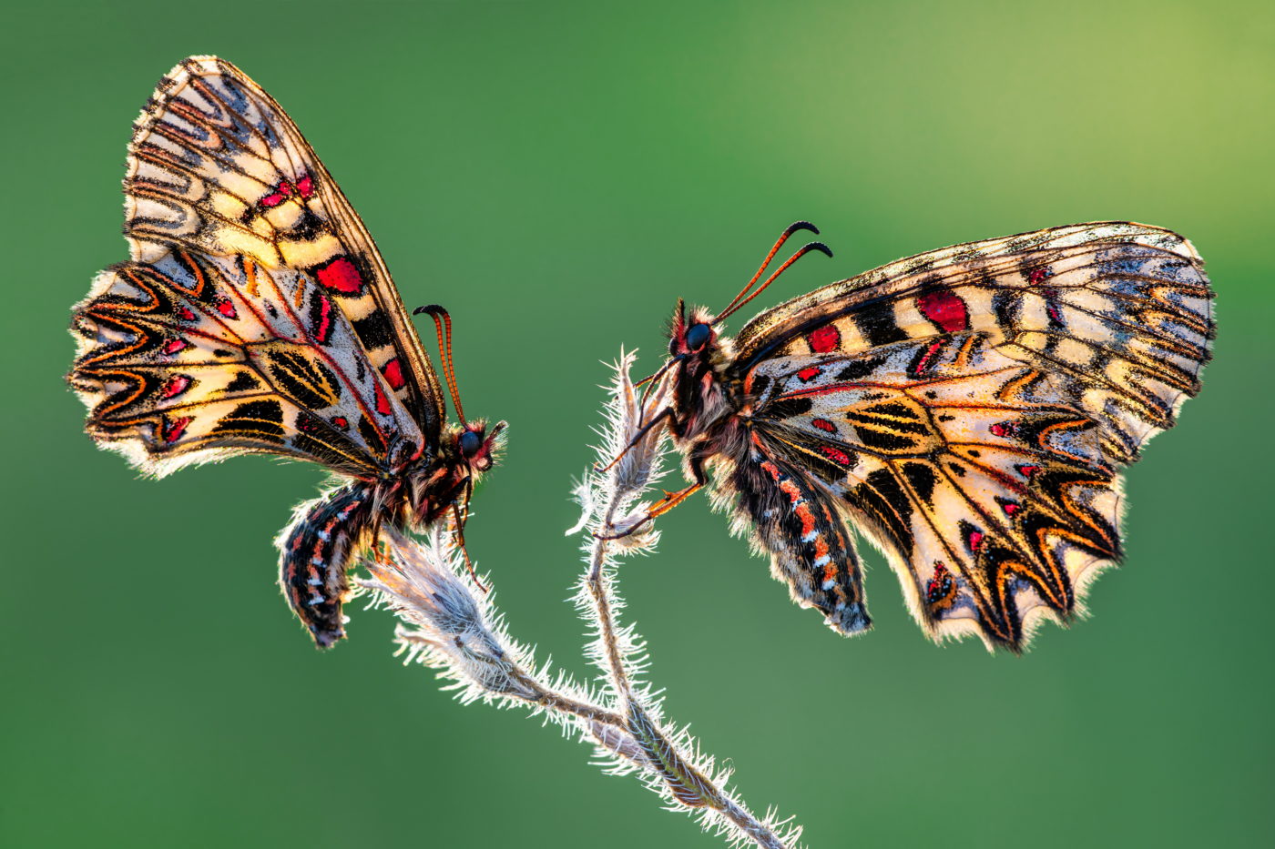 Two backlit Southern festoon butterflies, Zerynthia polyxena, on a plant